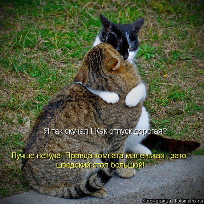 Лучшие котоматрицы недели