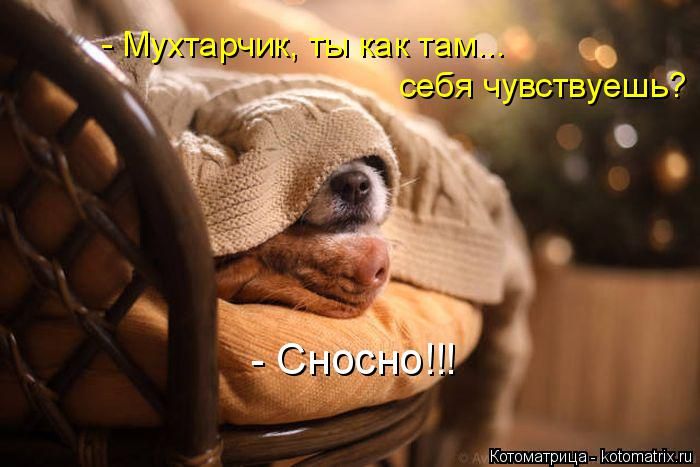 Лучшие котоматрицы недели