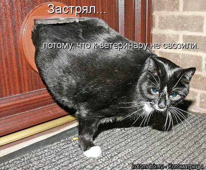 Лучшие котоматрицы недели