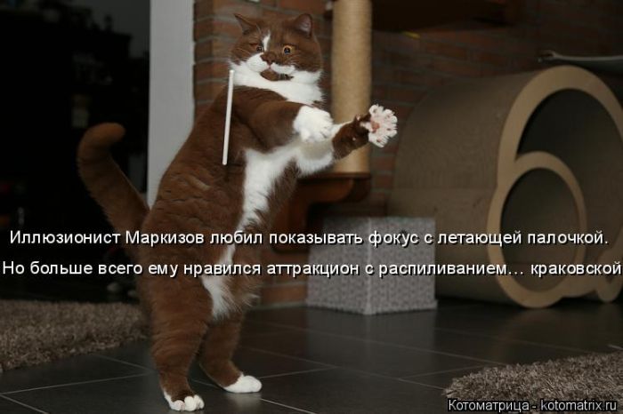 Лучшие котоматрицы недели