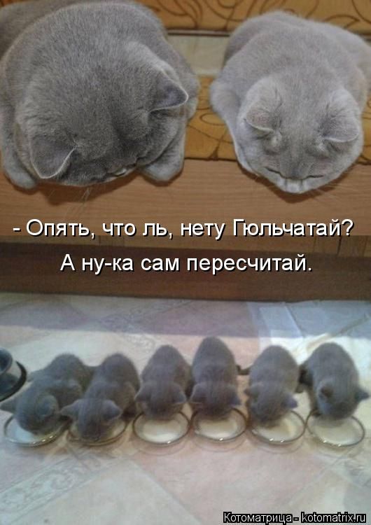 Лучшие котоматрицы недели