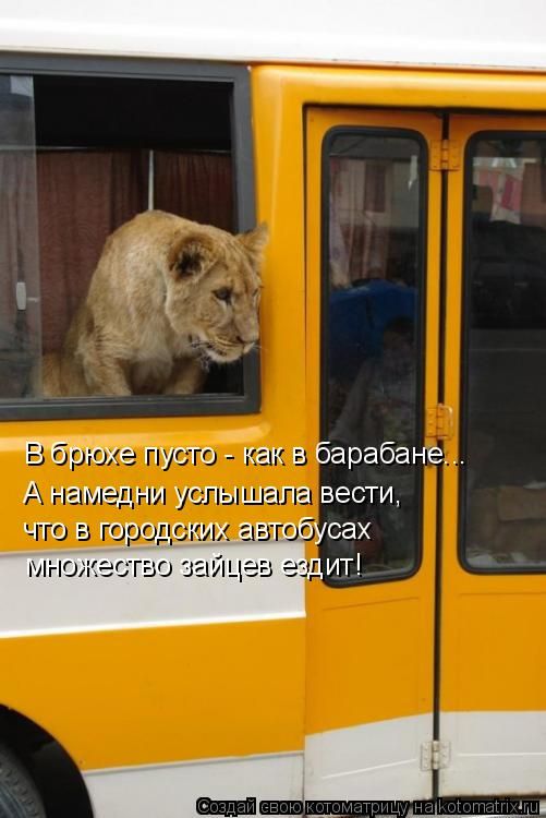 Лучшие котоматрицы недели