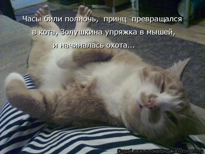 Лучшие котоматрицы недели