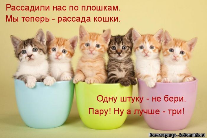 Лучшие котоматрицы недели