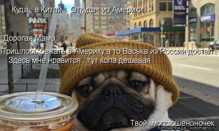 Лучшие котоматрицы недели