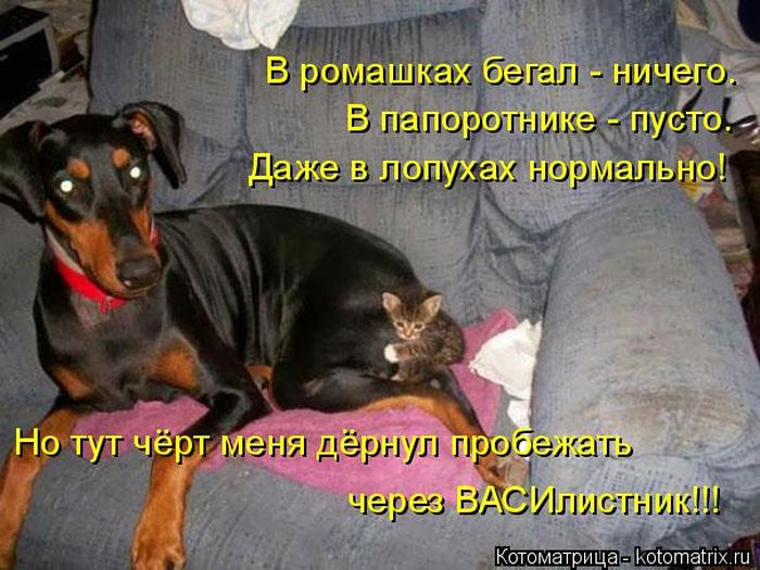 Лучшие котоматрицы недели