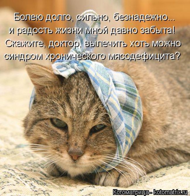 Лучшие котоматрицы недели