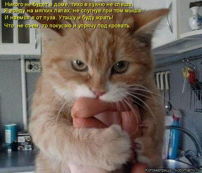 Лучшие котоматрицы недели