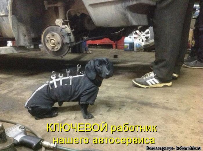 Лучшие котоматрицы недели