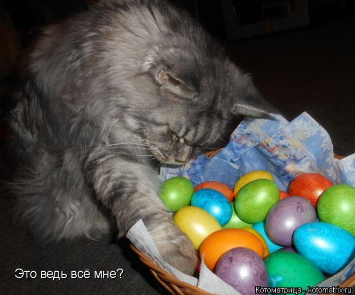 Лучшие котоматрицы недели