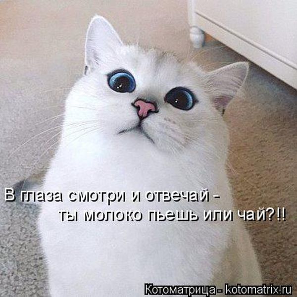 Лучшие котоматрицы недели