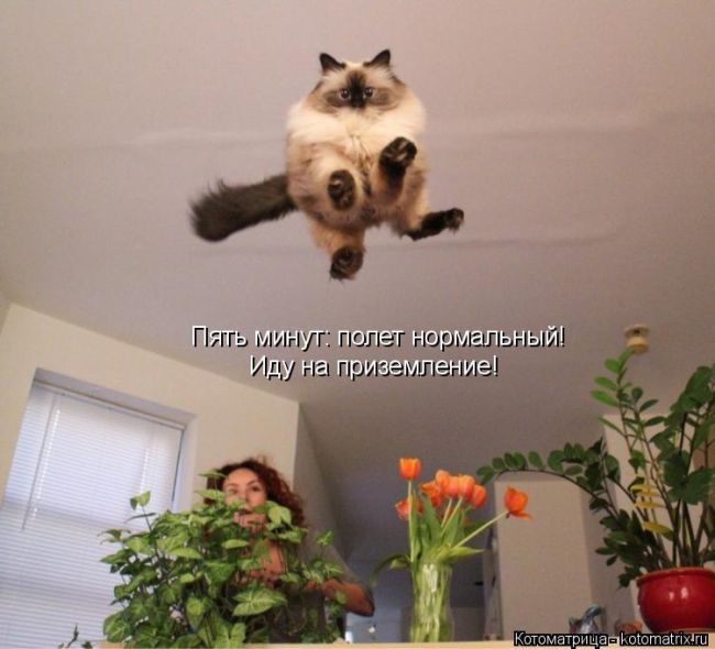 Лучшие котоматрицы недели