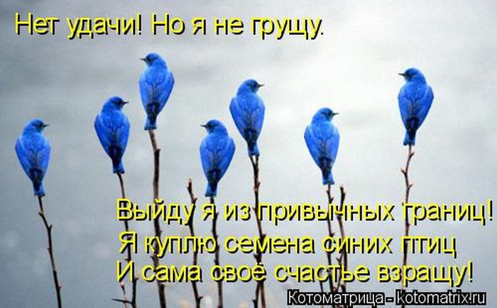 Лучшие котоматрицы недели