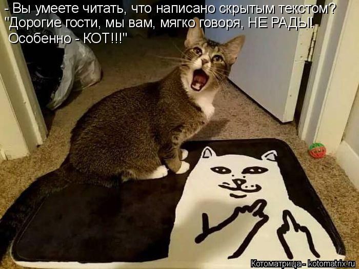 Лучшие котоматрицы недели