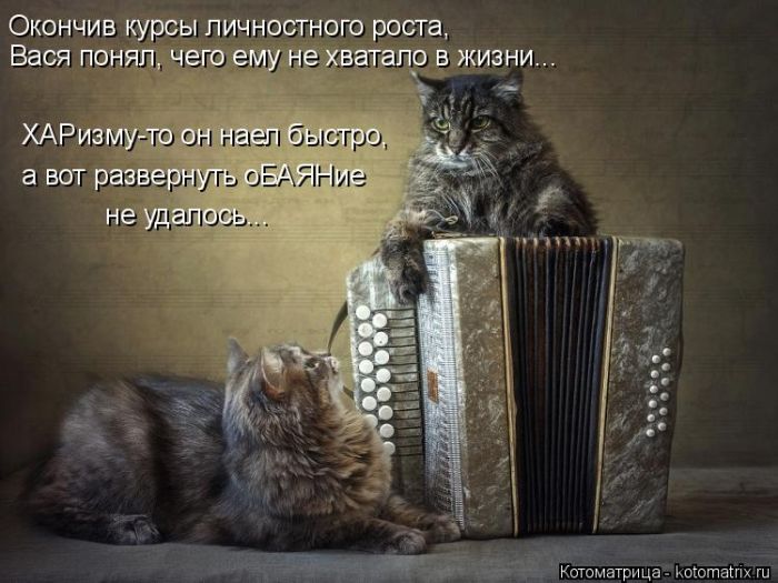 Лучшие котоматрицы недели