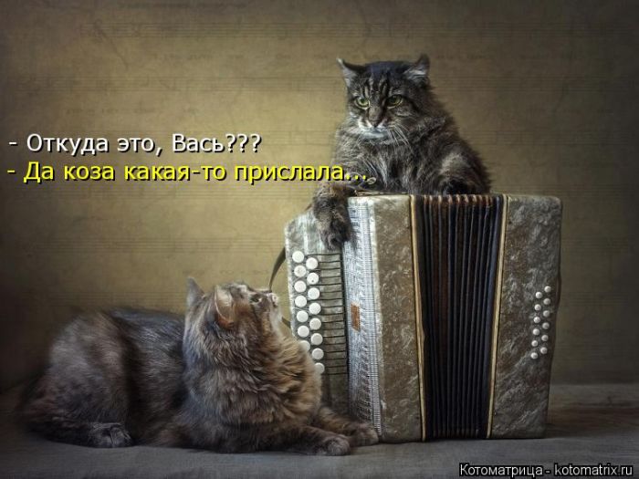 Лучшие котоматрицы недели