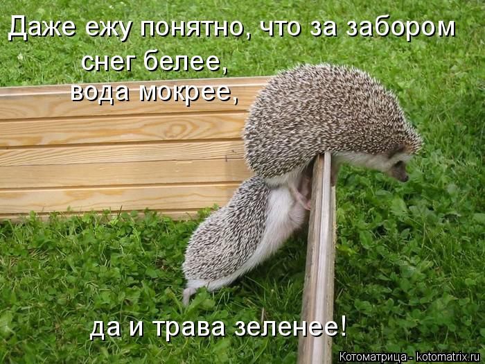 Лучшие котоматрицы недели