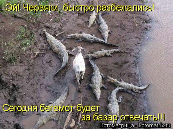 Лучшие котоматрицы недели