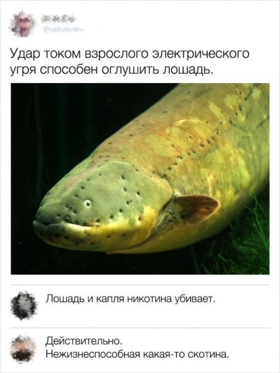 Юмор из социальных сетей