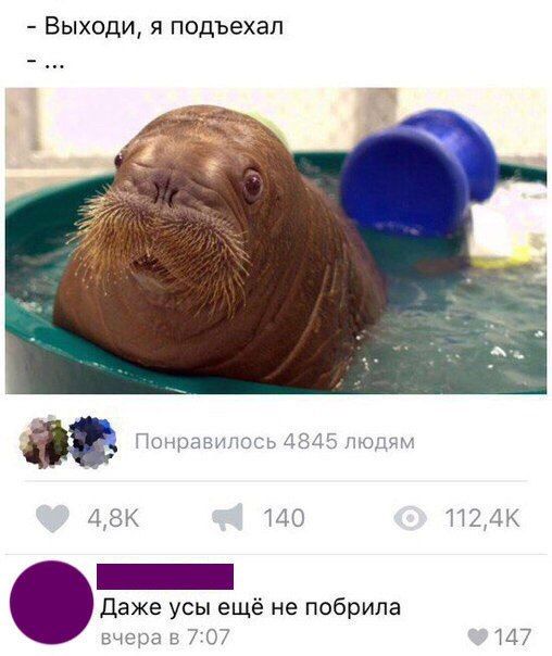 Юмор из социальных сетей