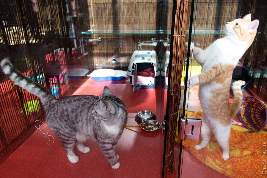 Гостиница для кошек