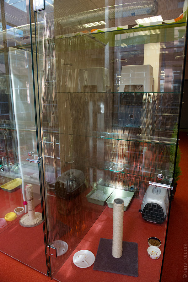 Гостиница для кошек