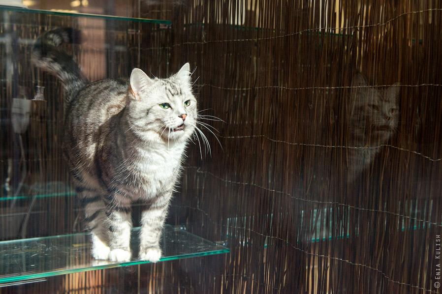 Гостиница для кошек