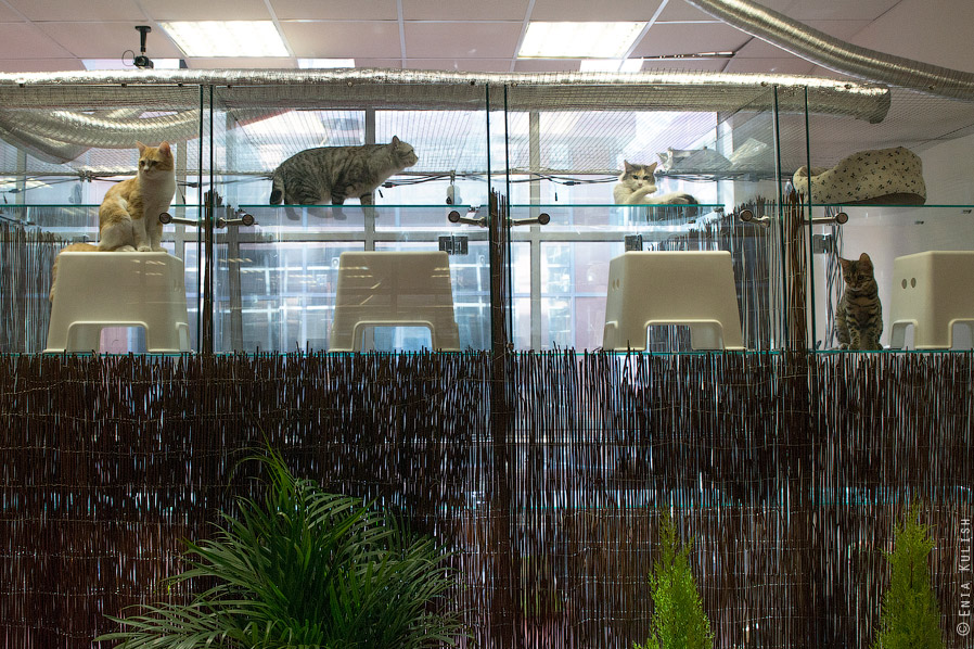 Гостиница для кошек