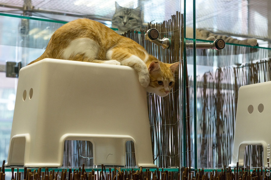 Гостиница для кошек