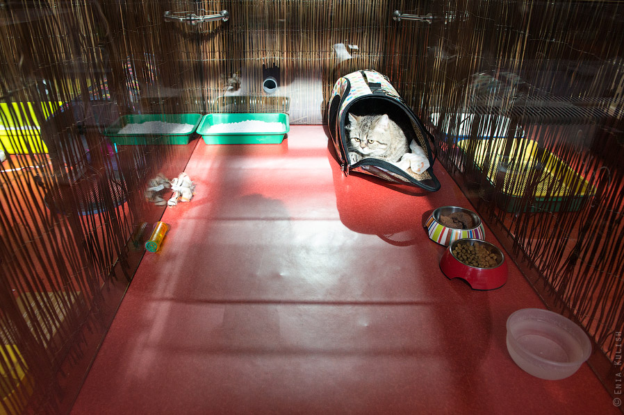 Гостиница для кошек