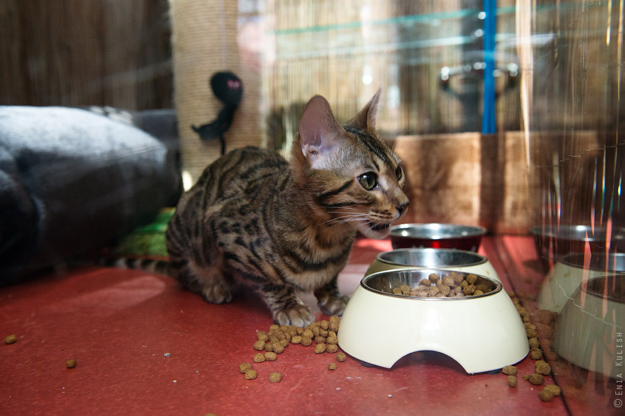 Гостиница для кошек