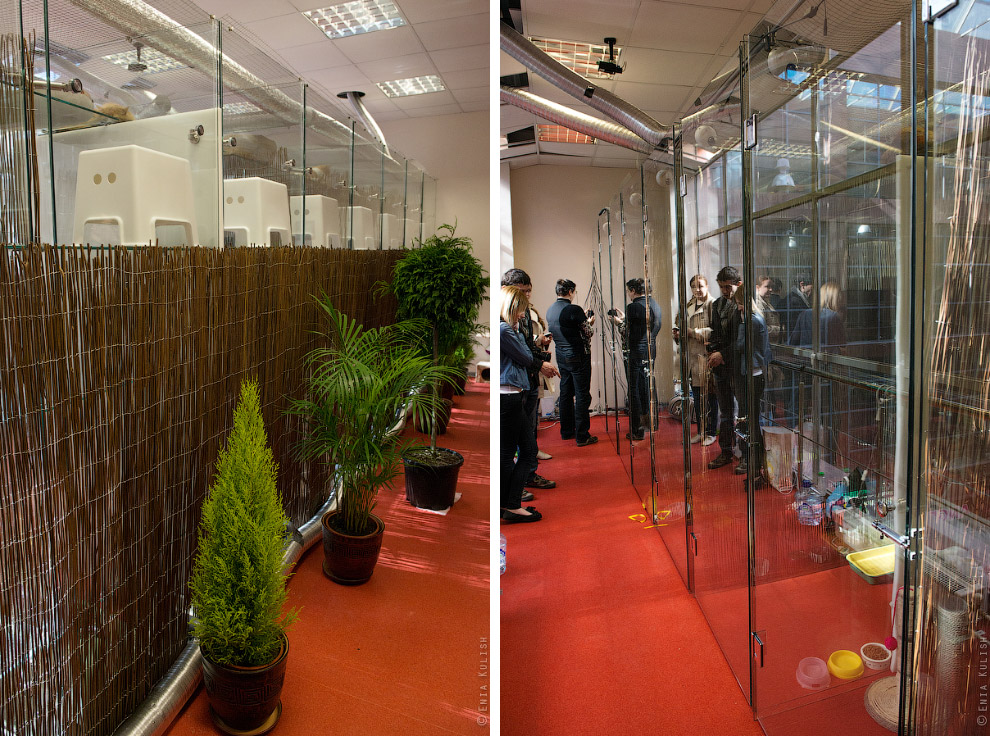 Гостиница для кошек