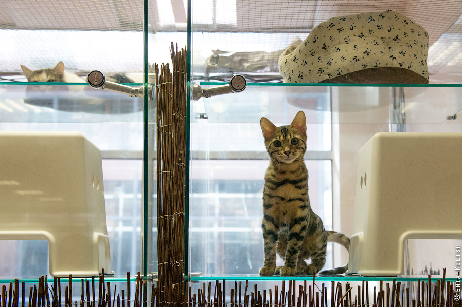 Гостиница для кошек