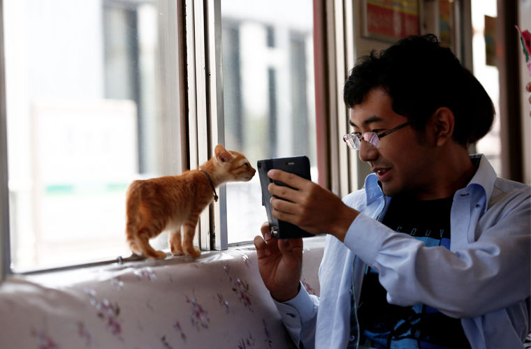 В Японии запустили поезд с кошками В Японии запустили поезд с кошками