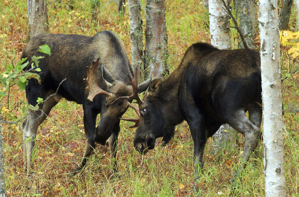 Осенние пейзажи 2018