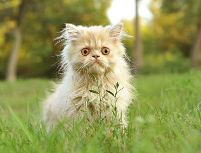 Смешные животные