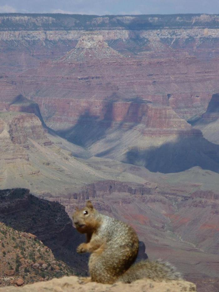 Смешные животные