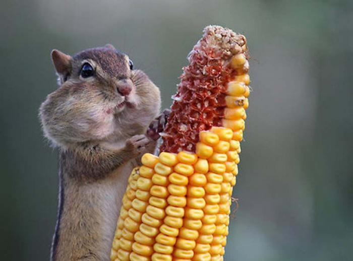 Смешные животные