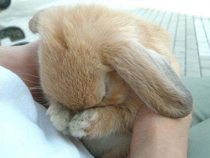 Смешные животные