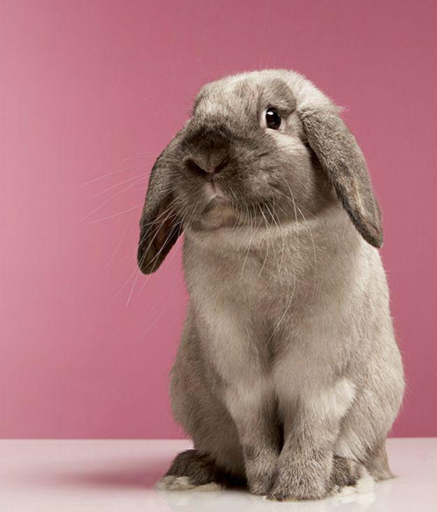 Смешные животные