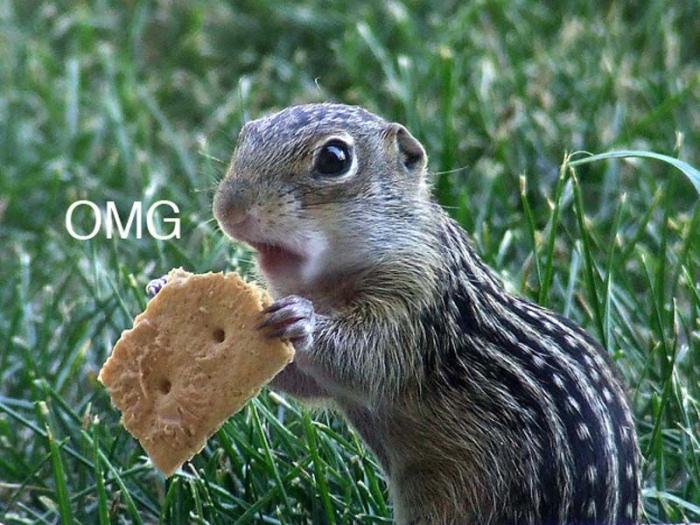 Смешные животные