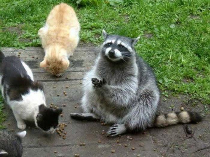 Смешные животные