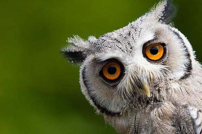 Смешные животные