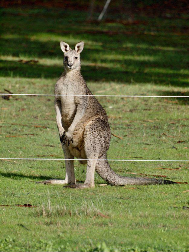 Смешные животные