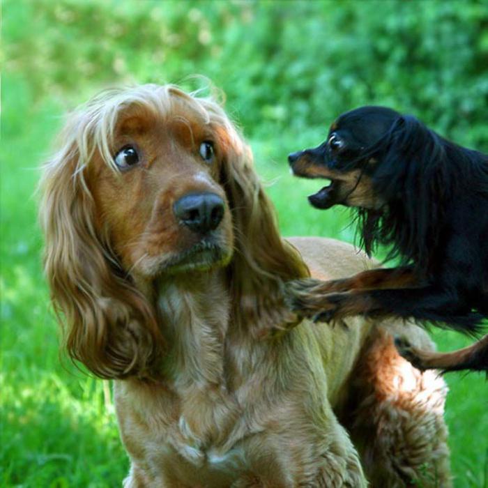 Смешные животные