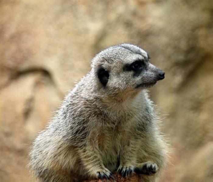 Смешные животные