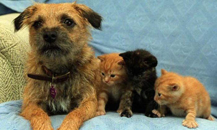 Смешные животные