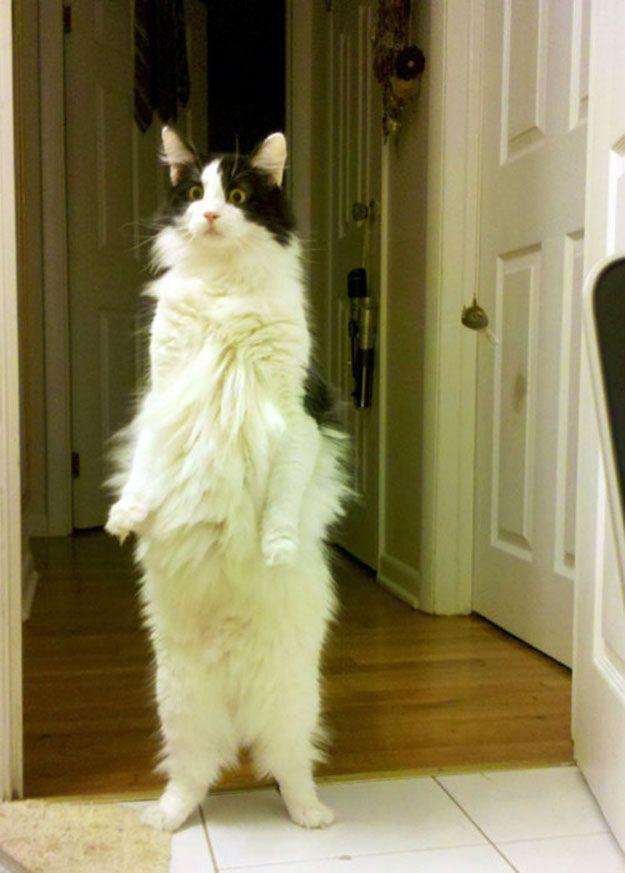 Смешные животные