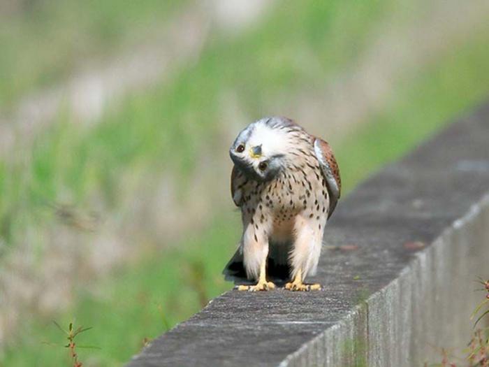 Смешные животные