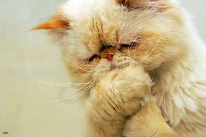 Смешные животные